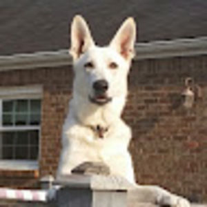 Meet your Posher, William